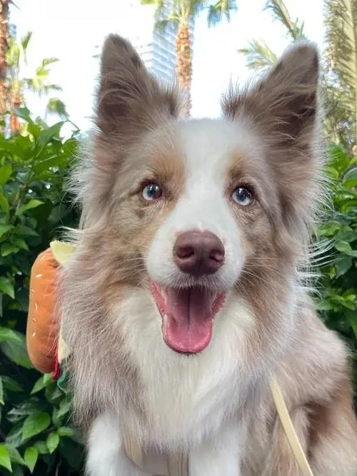 Australian Shepherd photo before custom dog portrait