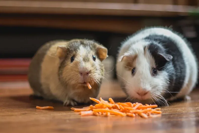 Guinea Pig original