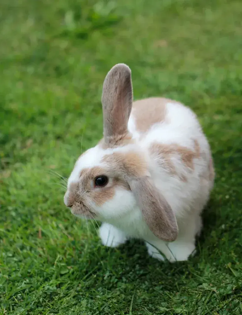 Holland Lop original