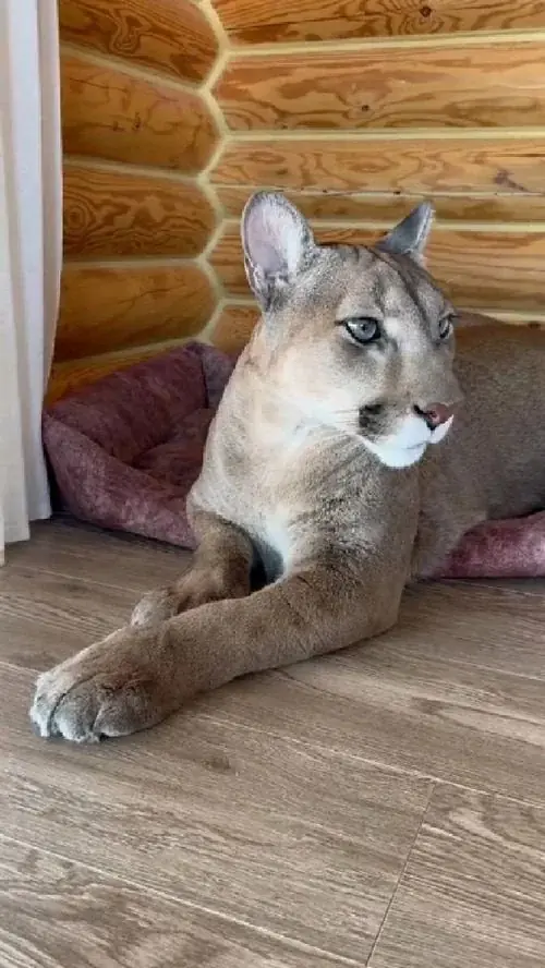Puma original
