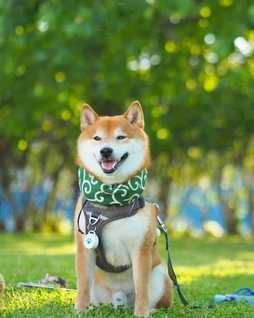 Shiba Inu original