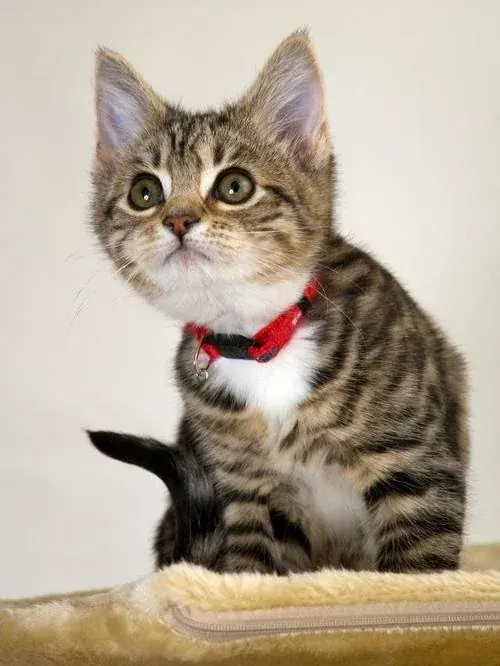 Tabby Cat original